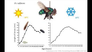 Murder maggots and mayhem an intro to forensic entomology [upl. by Butta18]