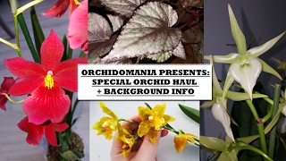 Orchidomania Presents Special Orchid Haul  Background Info [upl. by Ecile]