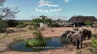 Imagine Africa Luxury Tented Camp Promotional Deal for 2023  Greater Kruger [upl. by Ativad]