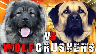 Caucasian Shepherd vs Kangal  Kangal vs Caucasian Shepherd  Powerful Guard dog  Billa Boyka [upl. by Llebyram206]