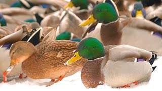 Another Day with More Arctic Mallard Ducks on Snow 4K [upl. by Aidyl]