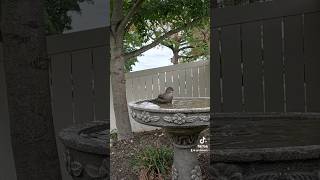 A female Brownheaded Cowbird takes a dip [upl. by Hamehseer]