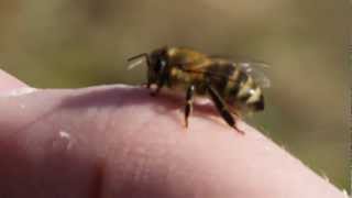 Frühlingserwachen bei den Bienen im Weinviertel [upl. by Halas189]