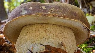 Funghi porcini Boletus edulis mushroom 2024 Eastern Europe [upl. by Sibyl833]