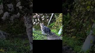 小鳥のさえずり 水の音 晩秋の田舎道を歩いて来た猫… cat 保護猫 風の猫さっちゃん [upl. by Heda]