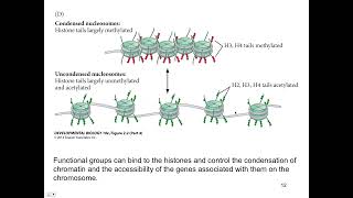 Anatomy and Physiology  Genetics and Cellular Function anatomyandphysiology genetics [upl. by Graniah]