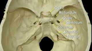 Cranial Foramina  Mnemonic Phrase [upl. by Ahsinuq]