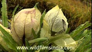 Brahma Kamal Saussurea obvallata [upl. by Narot]