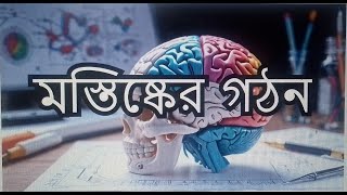 মস্তিস্কের গঠনপার্ট।মেডিকেল প্রিপারেশন। Brain StructureHSC Zoology [upl. by Einimod]