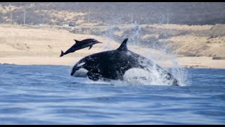 INSANE Rare Footage of Orca Whales Hunting Dolphin [upl. by Niwdla]