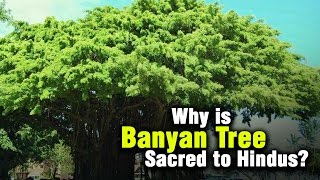 Why is Banyan tree sacred to Hindus ARTHA  AMAZING FACTS [upl. by Ahsaf]