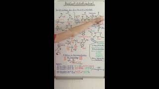 PURIN und PYRIMIDINSYNTHESE VERSTEHEN Nukleotidstoffwechsel Teil 2  Biochemie Now [upl. by Inaffit514]