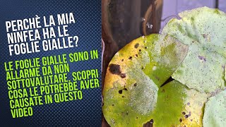 Perché la mia ninfea ha le foglie gialle  foglie gialle ninfea perché  scopri la causa nel video [upl. by Peonir177]