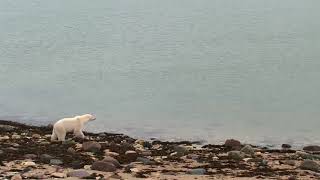 Polar Bear Attempts to Hunt Seal in Open Water [upl. by Garnette]