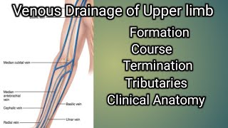 Venous drainage of Upper limb [upl. by Nysilla]