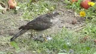 Sparrowhawk plucking a Starling 2 [upl. by Nivk]