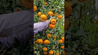 How to grow orange tree from seed at Home 🍊 plants shorts farming [upl. by Mcconaghy]