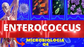 ENTEROCOCCUS  MICROBIOLOGIA BACTÉRIAS PATOGÊNICAS [upl. by Akirrehs]