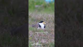 Captivating Moments with Plover Birds [upl. by Ellerret180]