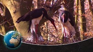 Black storks  returnees to German forests [upl. by Ahsyle]