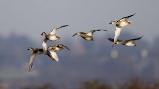 gadwall Call Sound [upl. by Ralyks427]