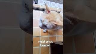 Kucing yang dulu sakit mulai sembuh lagi youtubeshorts kucing [upl. by Gwendolin]