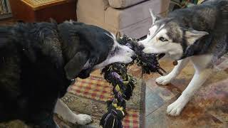 Husky amp Labsky Playing Hard in Tug O War [upl. by Mace]