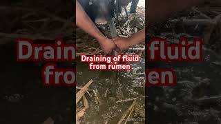 Draining of fluid l Impaction of rumen l Dr Umar Khan [upl. by Intruoc]