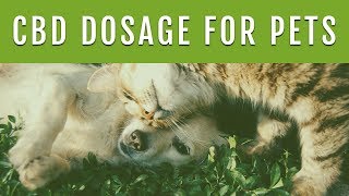 CBD DOSAGE FOR DOGS  How Much CBD Oil Should I Give My Dog [upl. by Dodi222]