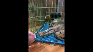 how to treat sick puppy infected parvo virus [upl. by Tomkin]