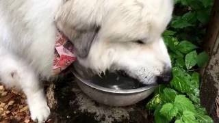 アラン水を飲むのが下手くそ【グレートピレニーズ、greatpyrenees】 [upl. by Asilram]