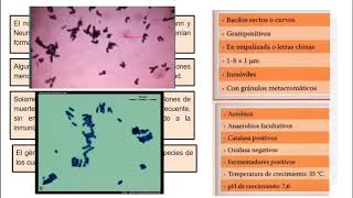 Corynebacterium Diphtheriae  Microbiologia Médica [upl. by Boru230]