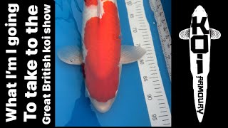 Koi selection for the great British koi show 2024 🇬🇧 [upl. by Enialb]