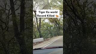 tiger ka world record killed ka 🐅jimcorbett champawat man eater tiger shortsviral [upl. by Ttennaj]