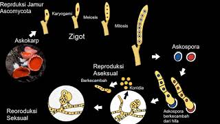 Fungi  Jamur Ascomycota [upl. by Ssilem]