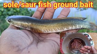 सोल सऊरगरै मछली का चराई  solesaur fish ground bait  murral fish bait  sundar bihar [upl. by Anoy975]