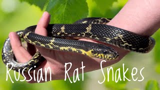 Species Spotlight Russian Rat Snake [upl. by Nottnerb]