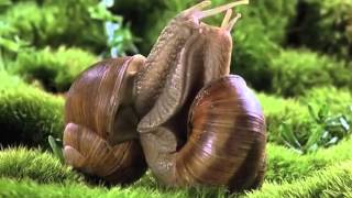 Snails in Love  Music by Dennis Schwachhofer [upl. by Sebastiano]