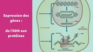 Lexpression du patrimoine génétique transcription et traduction  Première Spécialité SVT [upl. by Aelyk180]