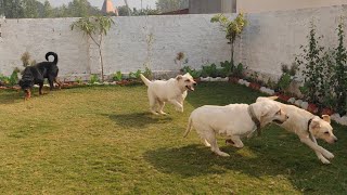 Best English labrador dog kennel in Ambala Haryana India doggyzworld labrador [upl. by Na]