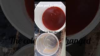 onion peel fertilizerhow to make onion peel fertilizer onion peelsfor plantsgardening [upl. by Bradley]