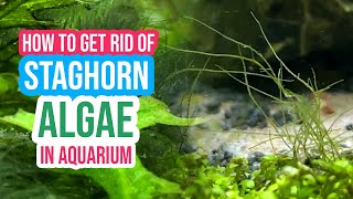 🚫 How to Get Rid of Staghorn Algae in Your Aquarium ☘️🐠 [upl. by Normak]