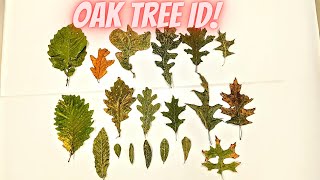 Oak Tree Identification Guide 20 Species [upl. by Tarsuss]