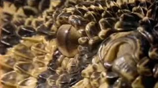 What Makes a Puff Adder a Lethal Hunter  Serpent  BBC Studios [upl. by Tsugua]