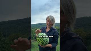 We did it Finally homegrown watermelons [upl. by Selassie]