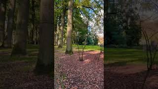 ASMR Stadswandelpark walk Eindhoven 271024 🍂 [upl. by Ecallaw625]