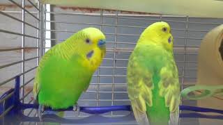 BudgiesParakeets Pair With ChemistryВолнистых попугаев [upl. by Pembrook296]