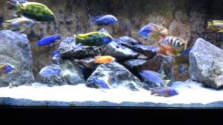 All Male Lake Malawi Peacock Hap cichlid show tank [upl. by Jeanne55]