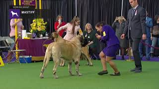 Mastiffs  Breed Judging 2019 [upl. by Tillio]