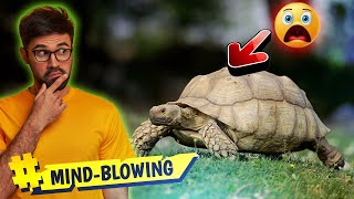 Top 10 facts about Sulcata Tortoise That Will Blow Your Mind [upl. by Aivato]